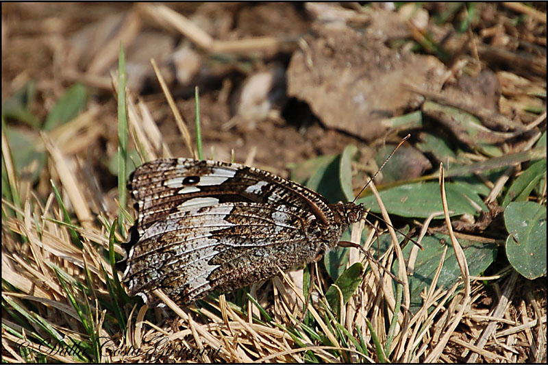 Brintesia (Kanetisa) circe